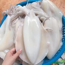 MỰC NANG LỚN thumb