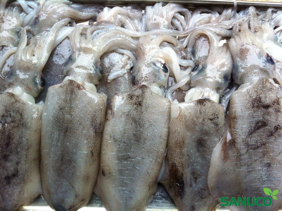 MỰC LÁ 4-6 CON /KG